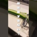 【棒棒鶏アレンジレシピ】毎日お弁当 #おべんとう #お弁当詰め方 #毎日弁当 #同棲ご飯