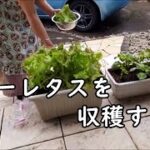 【うちのお弁当】鶏ささみで作る生姜焼き弁当と朝ごはんサラダ収穫｜bento