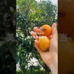 ゆるく生きる 一人暮らし美大生のお弁当 #shorts #大学生の日常 #簡単レシピ #お弁当 #手抜きごはん