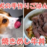 愛犬の手作りごはん、レシピあり！今夜は焼きめし牛丼にコーギー小太郎は大興奮。毎日夜七時に更新！