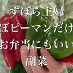 ずぼら主婦お弁当に良きなピーマンだけで副菜作る　夏野菜に感謝