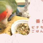 インコのごはん《番外編》現在のピナちゃんのメインごはんレシピ