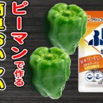 ピーマン簡単レシピ【ピーマンの白だし塩昆布和え】レンジでチンして調味料と和えるだけ♪箸が止まらない絶品おかずの作り方/ピーマンレシピ/塩昆布レシピ/作り置きおかず/お弁当おかず【あさごはんチャンネル】