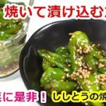 常備菜、お弁当、おつまみに是非♡ご飯が進むししとうの焼き浸し／Easy and delicious!Roasted shishito peppers　＃ししとう＃ししとうレシピ＃常備菜