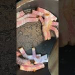 キャベツのマスタード和え #おうちごはん #節約レシピ #簡単レシピ #キャベツ #副菜 #洋風副菜#クッキングみかん