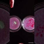 【珍しくスープのレシピ】魔女の不思議スープ #shorts #ハロウィンレシピ