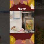 #shorts #料理動画 #簡単レシピ #お弁当 #お弁当作り #obento #毎日弁当作り#簡単弁当