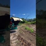 米の精、撒くよ！ #アイカフェファーム #オーガニック #オーガニック野菜 #レシピ #有機肥料