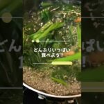 【料理】副菜だけど主役級！ #簡単レシピ #グルメ #リクエスト にお答えして再度作ってみました！#毎日投稿 103日目