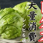 【保存版】２０２３年 サラダからメインまで！大量消費にオススメ！糖質オフ「レタス」レシピ６選