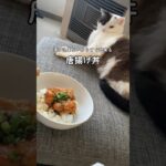 【簡単レシピ】漬け込まない唐揚げ丼 fried chicken bowl