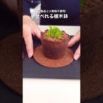 植木鉢を食べたい時に作るスイーツ