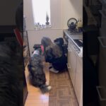 【25歳毎日弁当】鶏肉と大葉つくね？弁当🍱 #同棲ご飯  #お弁当 #毎日ご飯 #簡単レシピ#作り置き