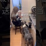 【25歳毎日弁当】だし明太唐揚げ弁当🍱 #同棲ご飯  #お弁当 #毎日ご飯 #簡単レシピ#作り置き