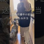 【25歳毎日弁当】毎日弁当🍱 #同棲ご飯  #お弁当 #毎日ご飯 #簡単レシピ#作り置き