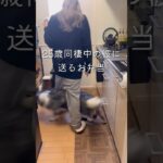 【25歳毎日弁当】生姜焼き弁当🍱 #同棲ご飯  #お弁当 #毎日ご飯 #簡単レシピ#作り置き