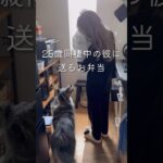 【25歳毎日弁当】そぼろ丼弁当🍱 #同棲ご飯 #お弁当 #毎日ご飯 #簡単レシピ#作り置き