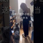 【25歳毎日弁当】そぼろ丼弁当🍱 #同棲ご飯 #お弁当 #毎日ご飯 #簡単レシピ#作り置き