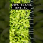 ショート76弾 お客様からお手紙頂きましした! #野菜 #料理 #旬 #野菜 #料理 #旬 #www #伝統野菜 #雑学 #伝統野菜 #雑学 #種芋 #種芋 #レシピ #野菜生活#旬の駅店