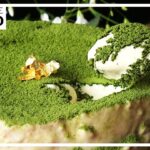 みんなの憧れ🎂✨ 夢のホール食いレシピBEST10