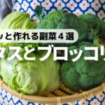 【野菜がおいしいレシピ】簡単!すぐに作れる!レタスとブロッコリーの副菜