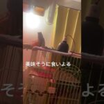 #イグアナ #グリーンイグアナ #小松菜レシピ みんな野菜ください。