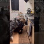 【食費2.5万】お弁当のおかず作り置きする日 #同棲ご飯 #お弁当 #毎日ご飯 #簡単レシピ#作り置き