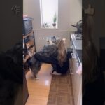 【25歳毎日弁当】ししゃも弁当🍱 #同棲ご飯  #お弁当 #毎日ご飯 #簡単レシピ#作り置き