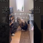 【25歳毎日弁当】なんちゃってガパオ弁当🍱 #同棲ご飯  #お弁当 #毎日ご飯 #簡単レシピ#作り置き