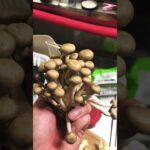 ローテンションで作るきょうの料理（味覇のみの野菜スープ）