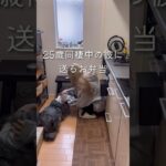 おにぎらず弁当🍱 #同棲ご飯  #お弁当 #毎日ご飯 #簡単レシピ