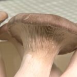 【絶品のエリンギ料理】追跡!野菜のお値段 【ライブBBT】