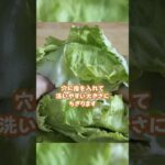 レタスの簡単な下処理の方法！【副菜食堂×JA香川県】