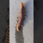 夢に出てきたウミケムシ野菜炒めのレシピ  #shorts #short