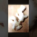 #新生姜 #麺つゆ #漬物 ⁡#ご飯泥棒#簡単レシピ⁡⁡