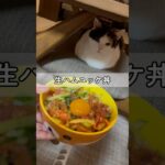 【簡単レシピ】生ハムユッケ丼