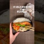 今日のダイエット弁当350kcal #ダイエット #お弁当 #ダイエット記録 #ダイエット料理 # ダイエット弁当 #ダイエットレシピ