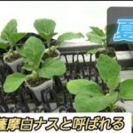 夏野菜ピーマン、なす、きゅうり、トマト、ゴーヤ、大きい苗の作り方とは?!？#630 #夏 #農業 #育て方#作業用bgm