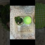 ある日の旦那弁当 #food #料理 #お弁当 #簡単レシピ #毎日弁当 #cooking