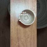 簡単野菜サラダ／きゅうり／ツナ_／レモン汁／節約レシピ／朝ごはん