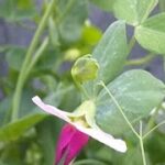 豆苗の最終形態#節約レシピ#節約#野菜