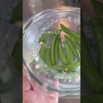 すぐできる!スナップのみそマヨ #野菜レシピ #簡単レシピ #簡単美味しい #簡単ごはん