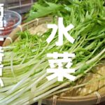すげぇ水菜が美味くなる！とまらない水菜の浅漬け ！簡単 美肌 ダイエット 作り置き 常備菜 おつまみ 副菜  節約レシピ