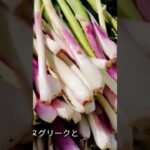 メティ・フェヌグリークのレシピ インド野菜だからってインド料理にしなくていい。ニンニク炒めが美味しいよ #料理 #vlog #レシピ #food #インド