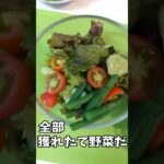 初夏の野菜達でキラキラサラダ #料理 #簡単1品 #簡単ごはん