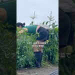 ピラティス女子の畑野菜でカンタン食事🍽️#ヘルシー #レシピ #簡単 #茄子 #グルテンフリー #米粉レシピ #畑仕事 #夏野菜レシピ #夏野菜 #家庭菜園 #家庭菜園初心者