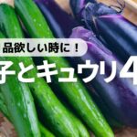 【夏野菜レシピ】パパッと作れる茄子とキュウリのおいしい副菜レシピ4選