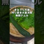 すげぇうまい！きゅうりと大葉のやみつき無限ナムル。簡単おつまみ副菜作り置き常備菜 大量消費 人気レシピ