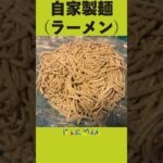 159)自家製麺(ラーメン) #shorts #レシピ #中華そばへの道