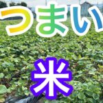 [さつまいも][米} #apaad #さつまいもレシピ #さつまいもスイーツ #ダベデ #米国経済 #rice #potato #japan #温泉旅行 #sweetpotato